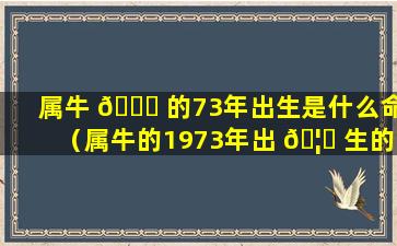 属牛 🐎 的73年出生是什么命（属牛的1973年出 🦄 生的是什么命）